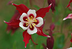 Red Columbine